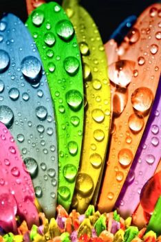 Значение на цветовете